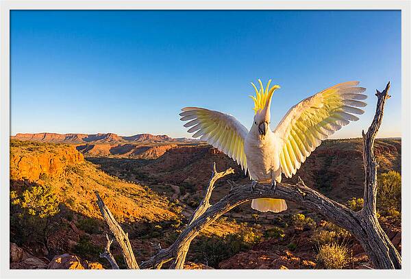 Cockatoo Display Drama