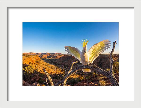 Cockatoo Display Drama