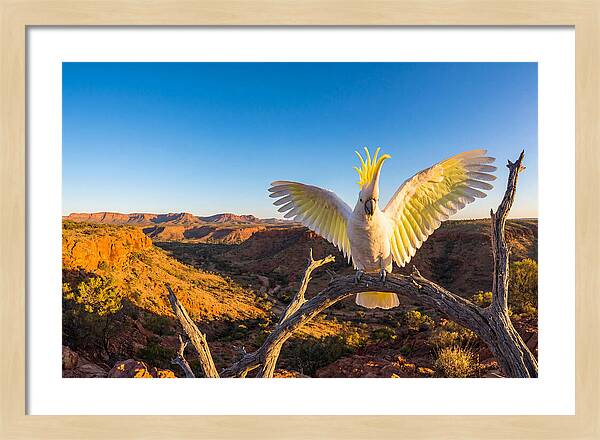 Cockatoo Display Drama