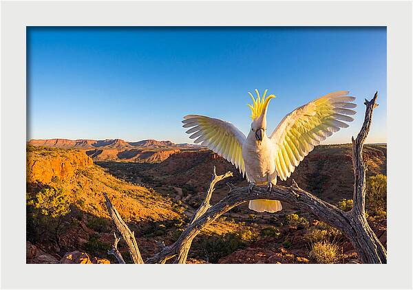 Cockatoo Display Drama
