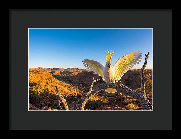 Cockatoo Display Drama