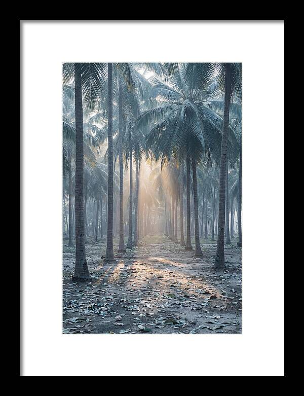 Coconut Grove Bathed In Golden Light