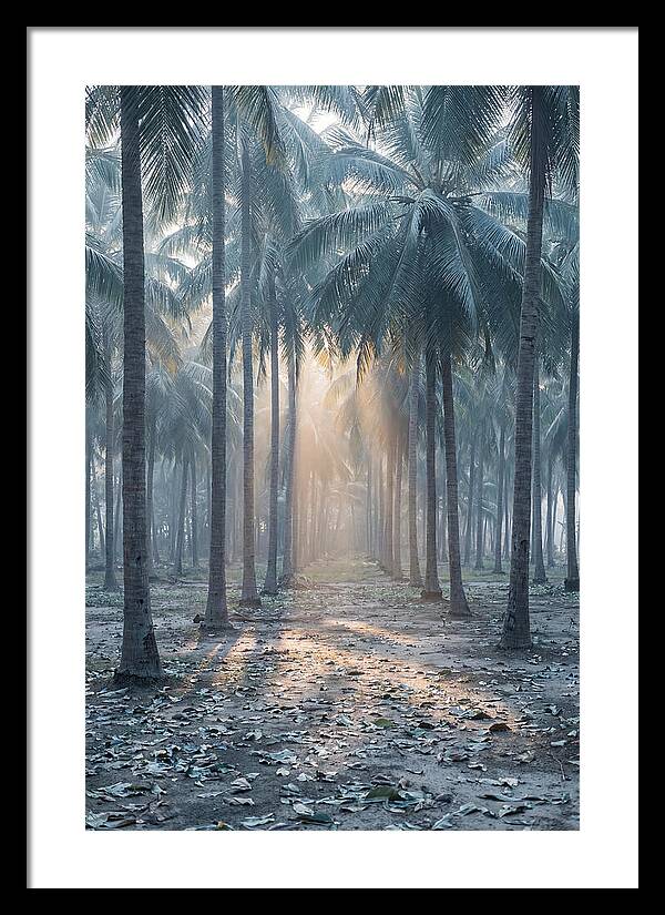 Coconut Grove Bathed In Golden Light