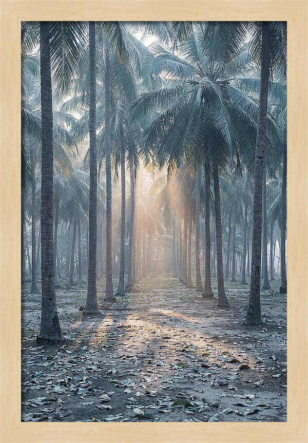 Coconut Grove Bathed In Golden Light