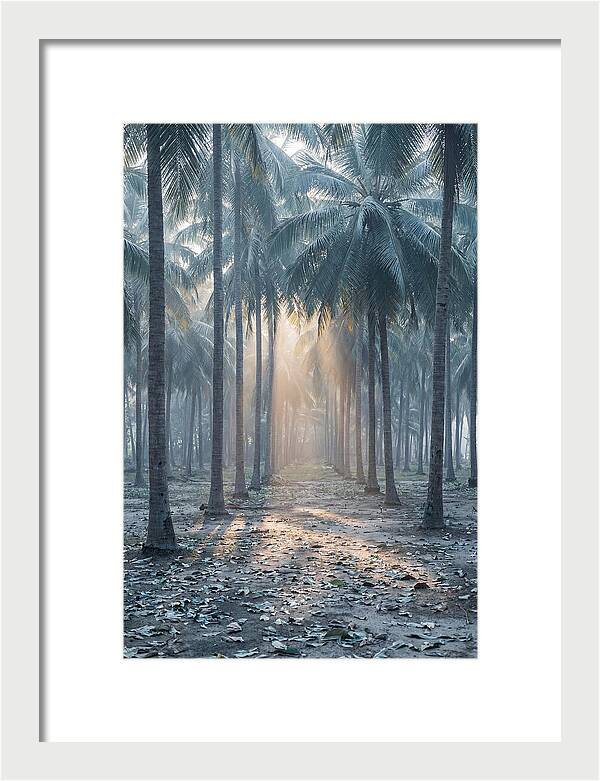 Coconut Grove Bathed In Golden Light