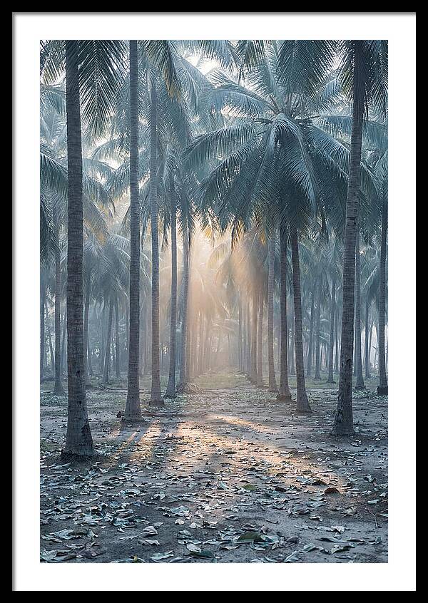 Coconut Grove Bathed In Golden Light