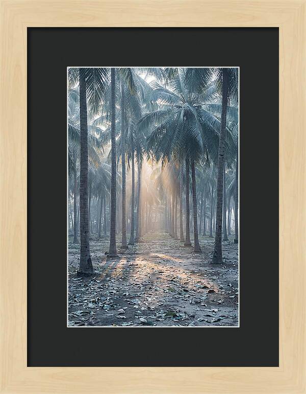 Coconut Grove Bathed In Golden Light