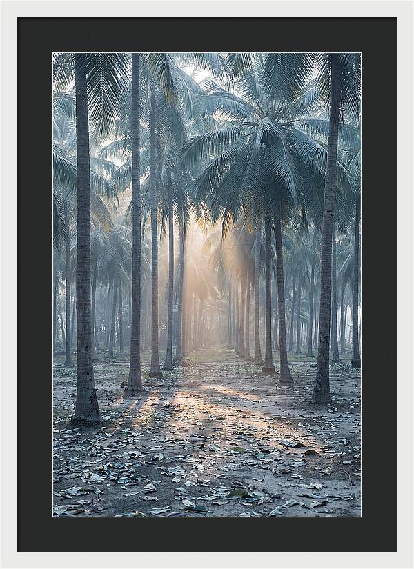 Coconut Grove Bathed In Golden Light