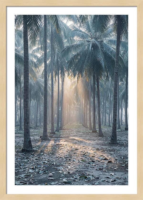 Coconut Grove Bathed In Golden Light