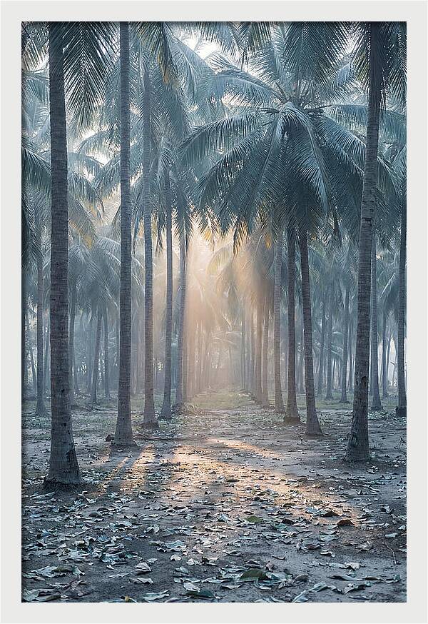 Coconut Grove Bathed In Golden Light