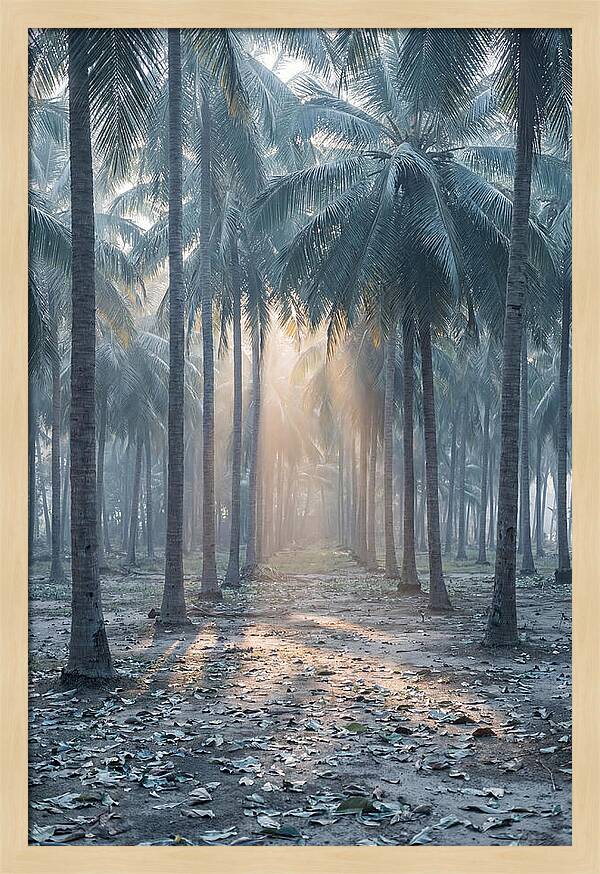 Coconut Grove Bathed In Golden Light