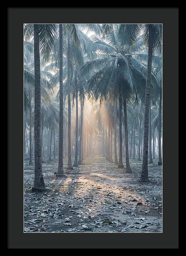 Coconut Grove Bathed In Golden Light