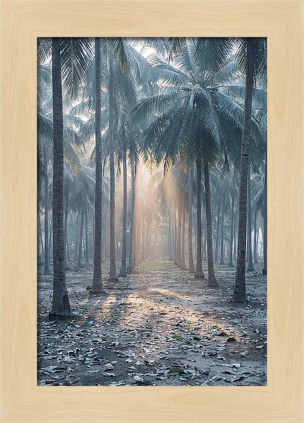 Coconut Grove Bathed In Golden Light