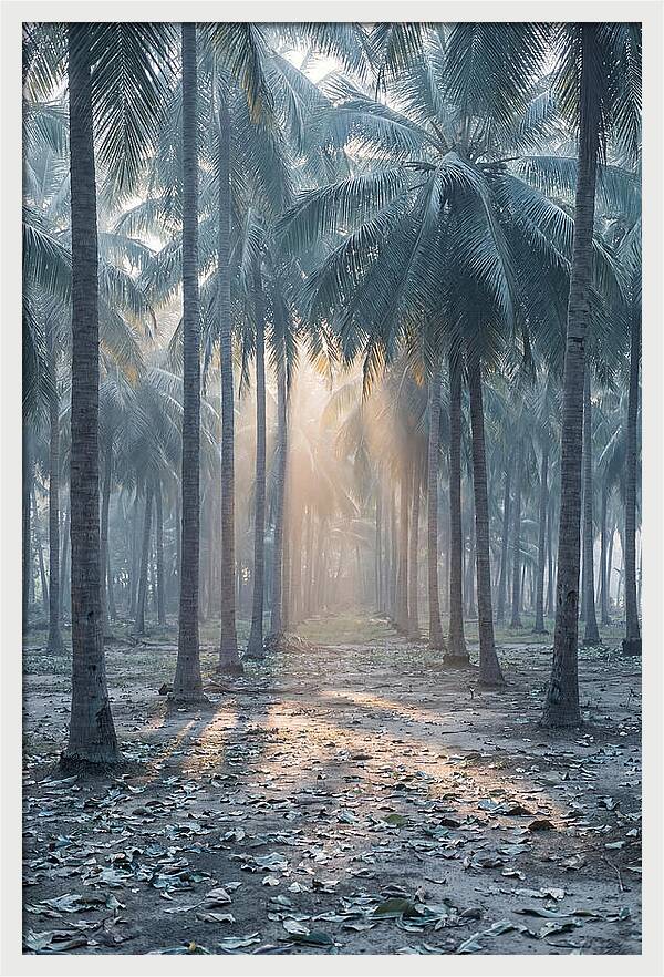Coconut Grove Bathed In Golden Light