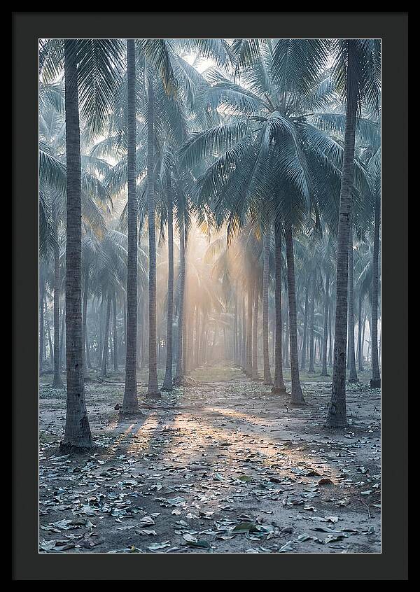 Coconut Grove Bathed In Golden Light
