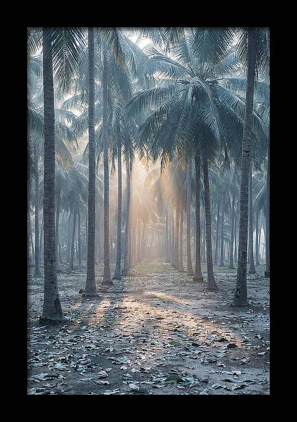 Coconut Grove Bathed In Golden Light