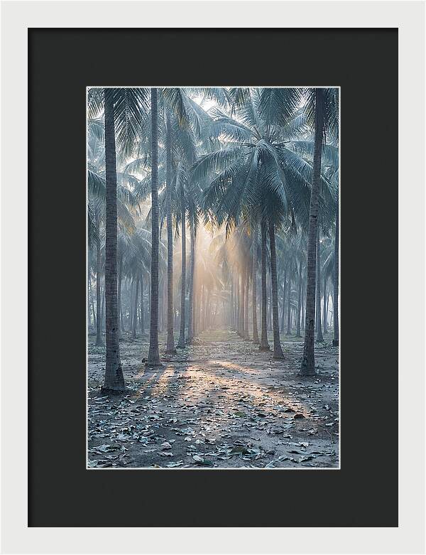 Coconut Grove Bathed In Golden Light