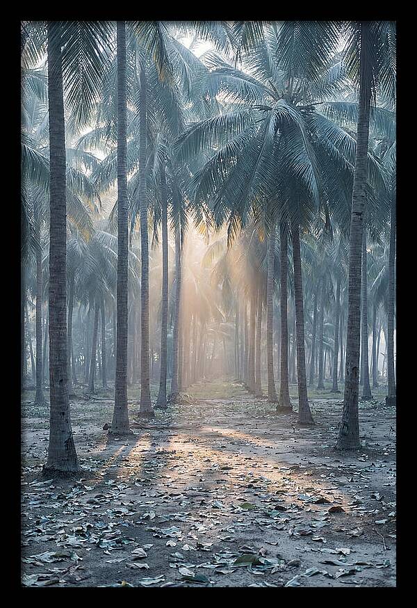 Coconut Grove Bathed In Golden Light