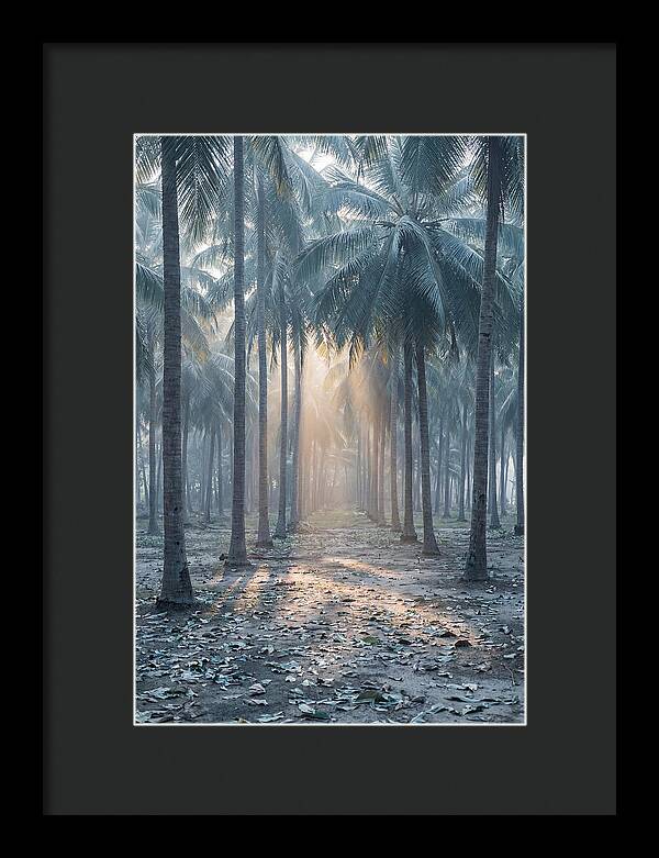 Coconut Grove Bathed In Golden Light