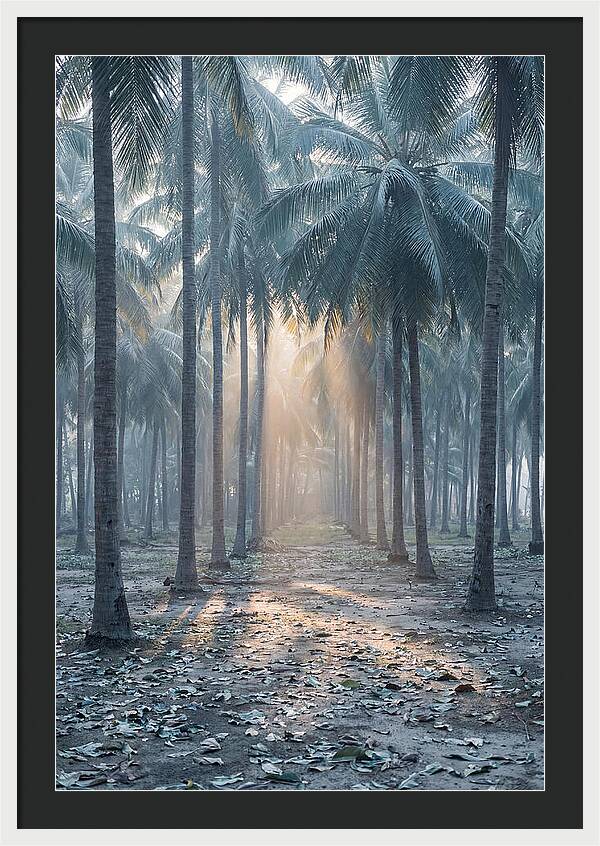 Coconut Grove Bathed In Golden Light