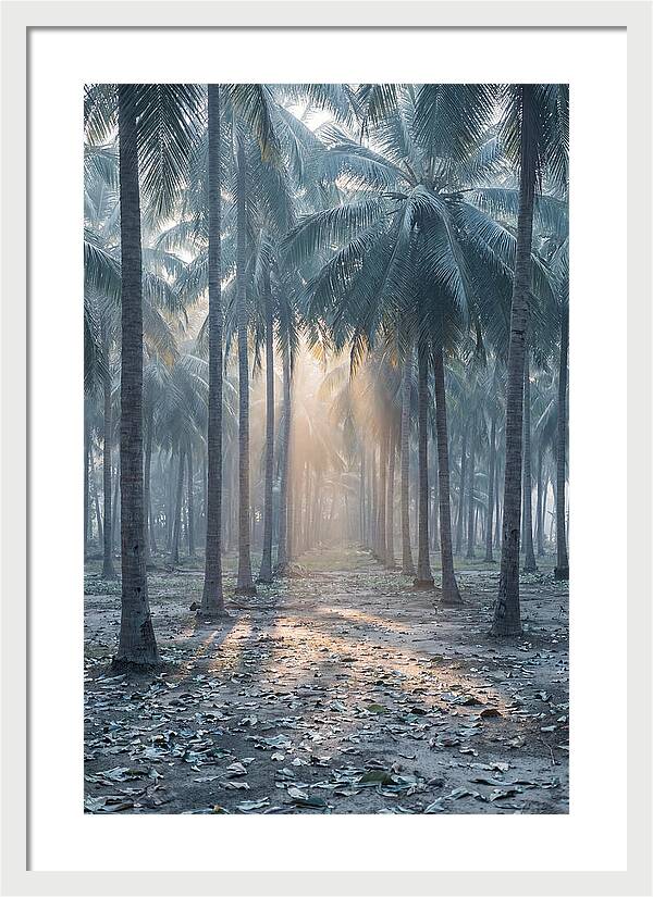 Coconut Grove Bathed In Golden Light