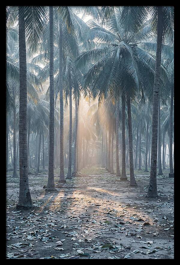 Coconut Grove Bathed In Golden Light