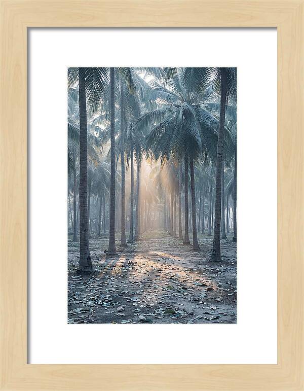 Coconut Grove Bathed In Golden Light