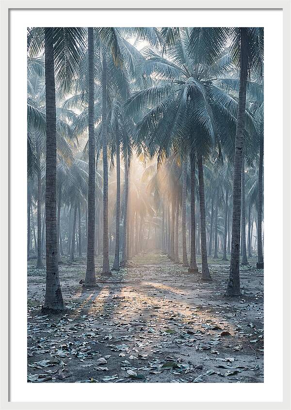 Coconut Grove Bathed In Golden Light