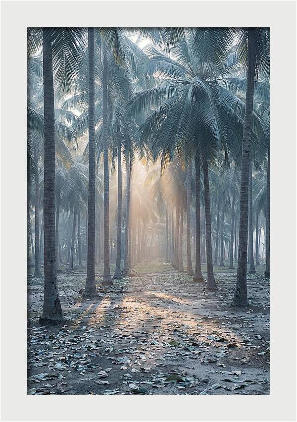 Coconut Grove Bathed In Golden Light