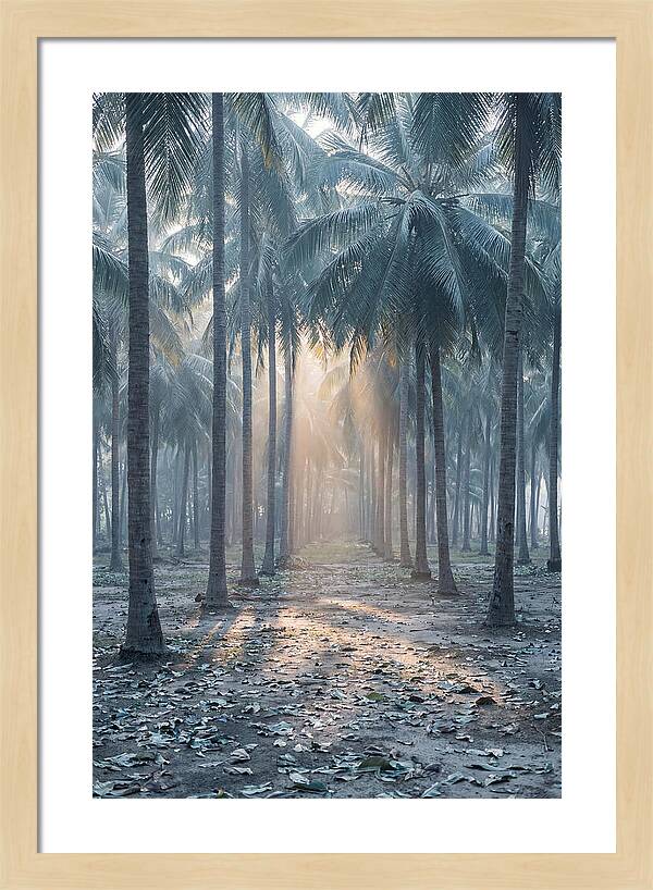 Coconut Grove Bathed In Golden Light