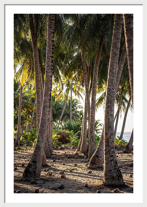 Coconut Grove Serenity