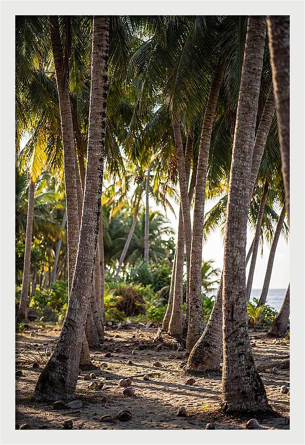 Coconut Grove Serenity