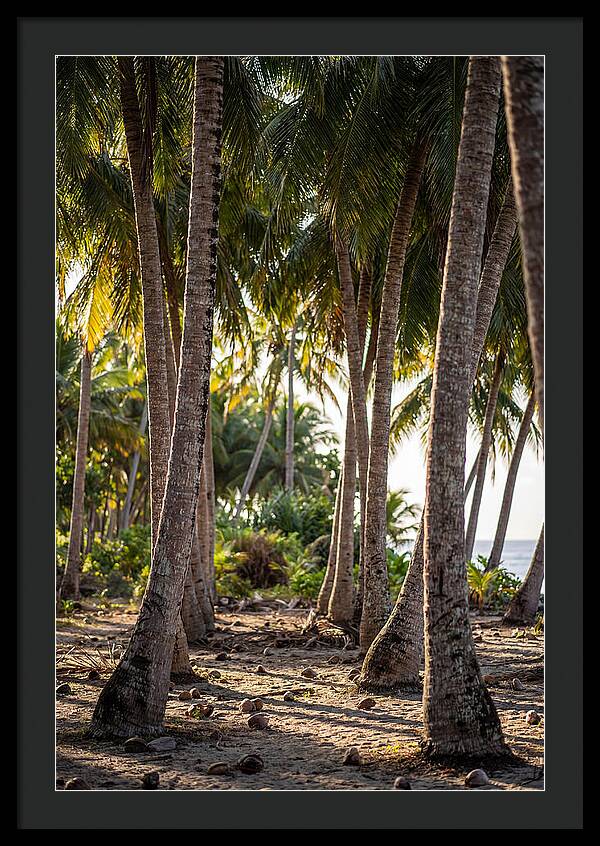 Coconut Grove Serenity