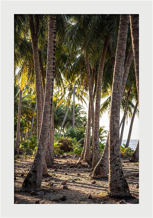 Coconut Grove Serenity