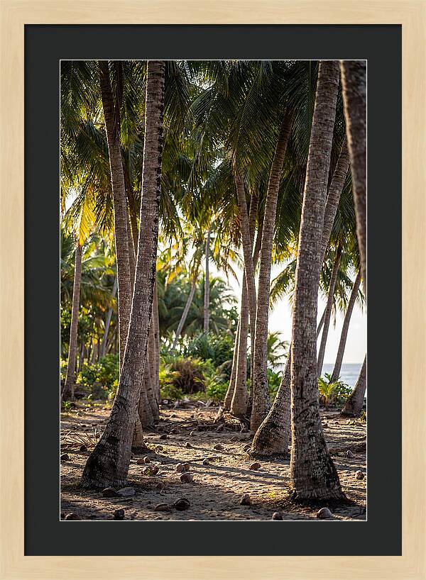 Coconut Grove Serenity