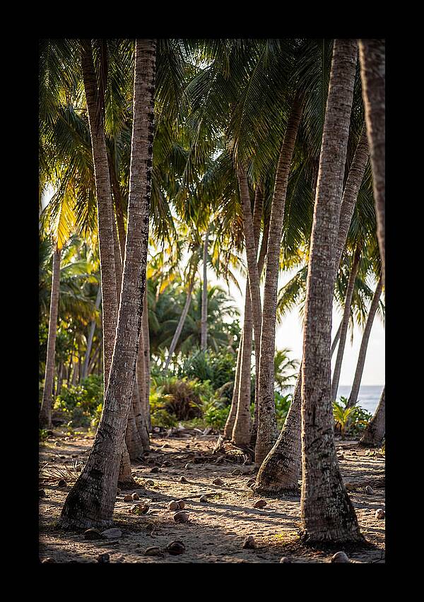 Coconut Grove Serenity