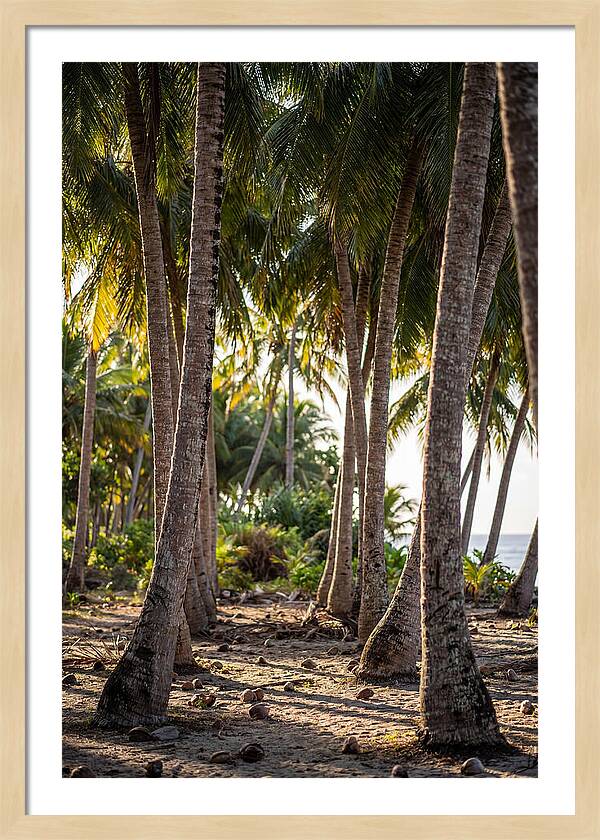 Coconut Grove Serenity