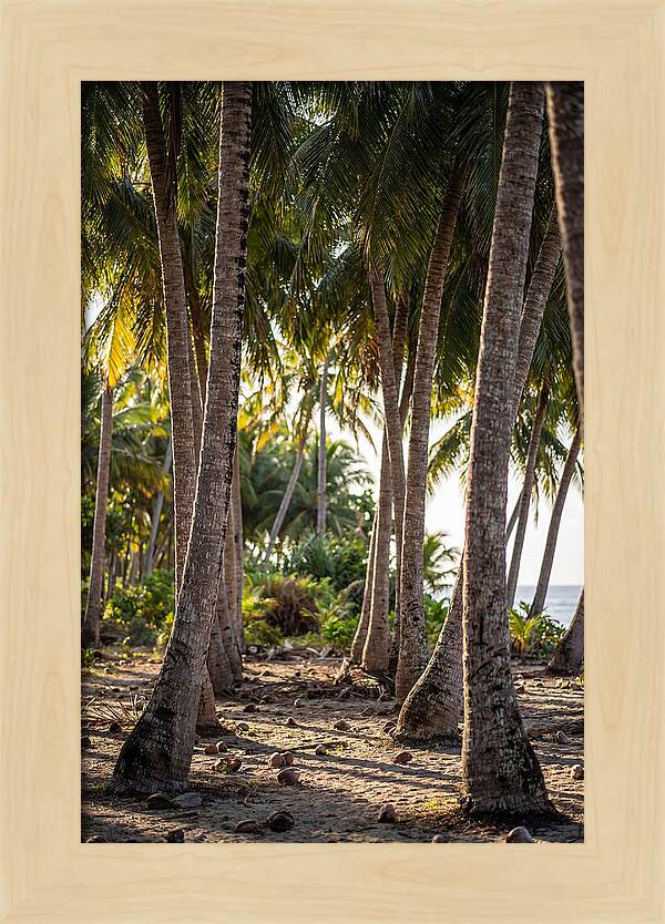Coconut Grove Serenity