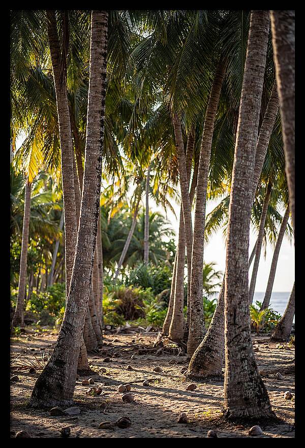 Coconut Grove Serenity