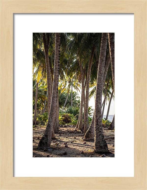Coconut Grove Serenity