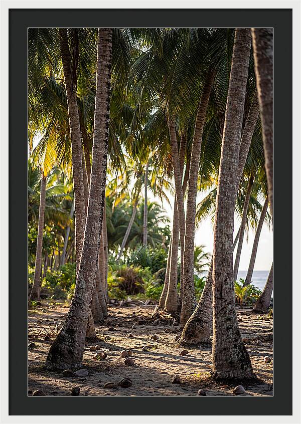 Coconut Grove Serenity