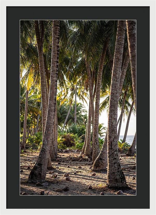 Coconut Grove Serenity