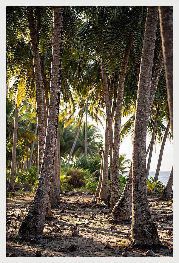Coconut Grove Serenity
