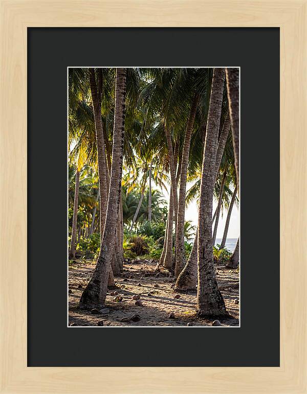 Coconut Grove Serenity