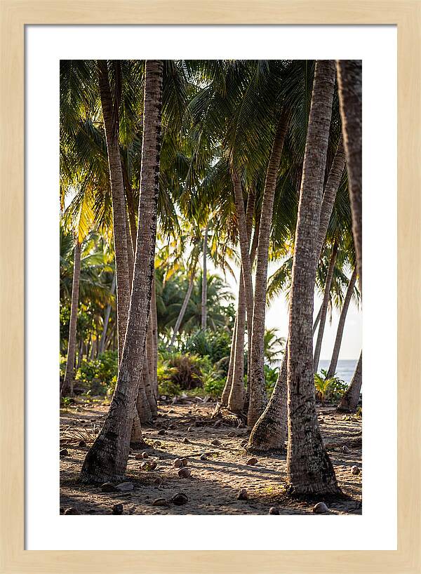 Coconut Grove Serenity