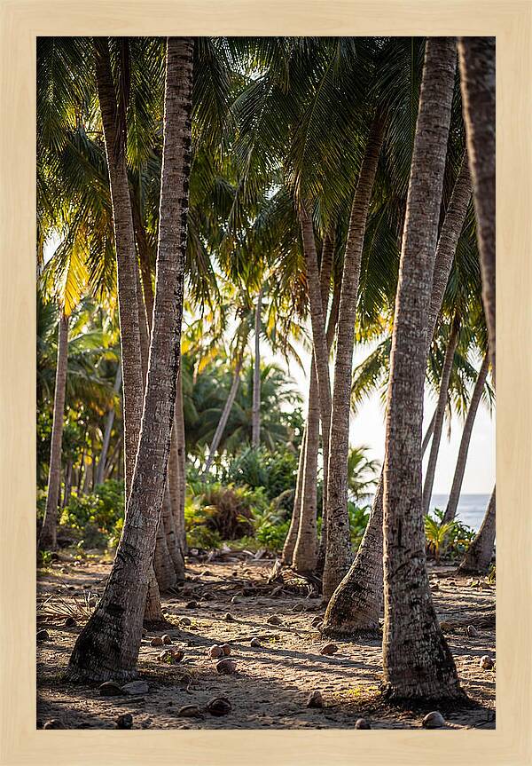 Coconut Grove Serenity