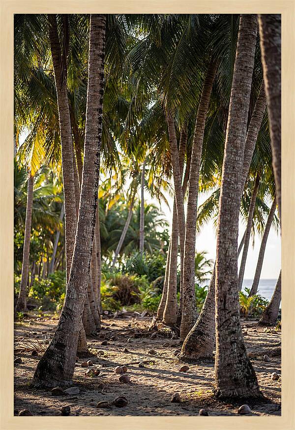 Coconut Grove Serenity