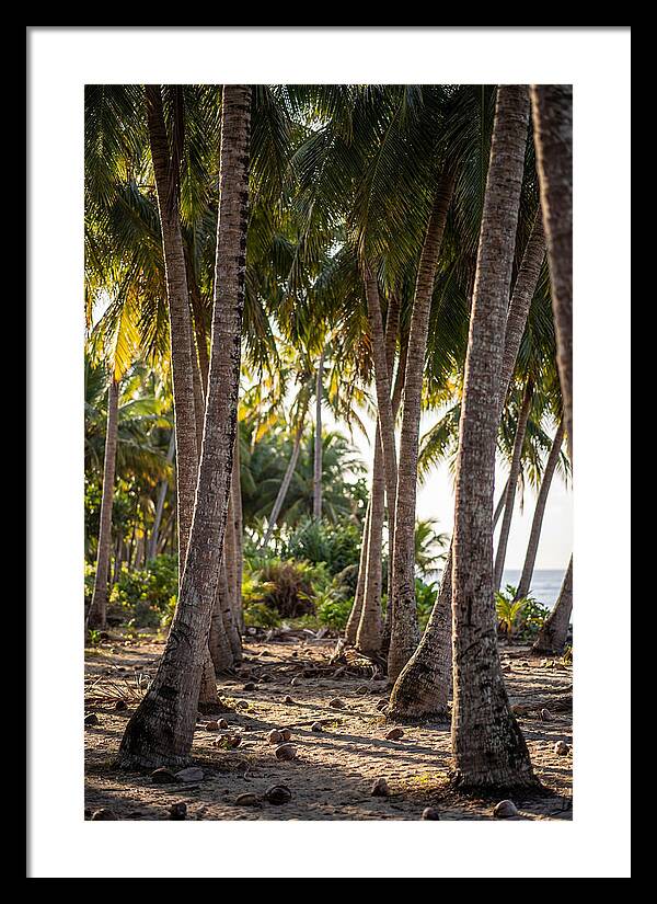 Coconut Grove Serenity
