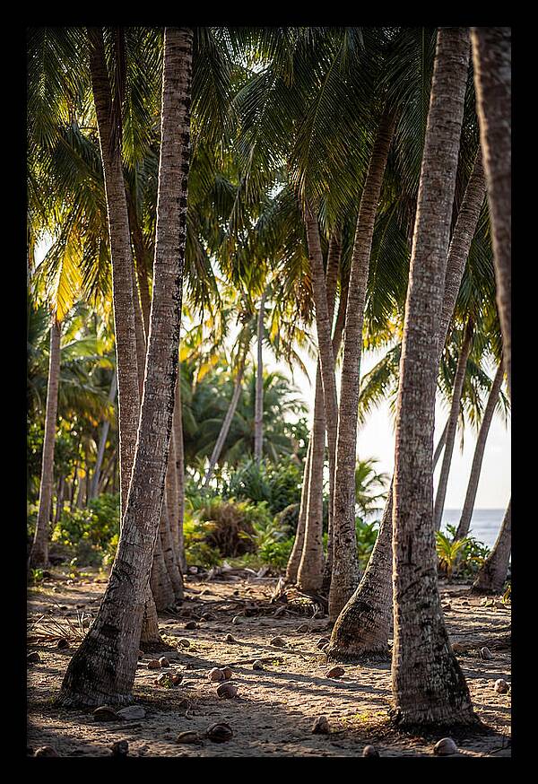 Coconut Grove Serenity