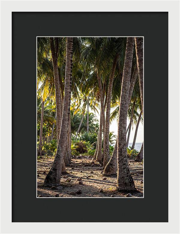 Coconut Grove Serenity